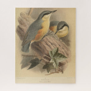 Vintage-Illustration eines Kleibers