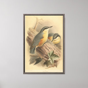 Vintage-Illustration eines Kleibers Leinwanddruck