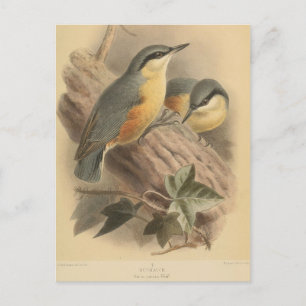 Vintage-Illustration eines Kleibers Postkarte