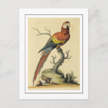 Vintage-Illustration eines scharlachroten Aras