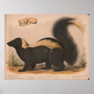 Vintage Illustration eines Skunk (1874) Poster