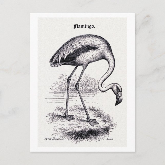 Vintage Illustration "Flamingo" Postkarte (Vorderseite)