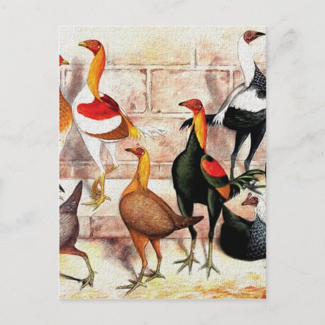 Vintage Illustration "Game Bantams" Postkarte (Vorderseite)