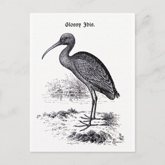 Vintage Illustration "Glossy Ibis" Postkarte (Vorderseite)