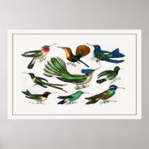 Vintage Illustration Hummingbird