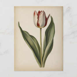 Vintage illustration of a tulip  postkarte