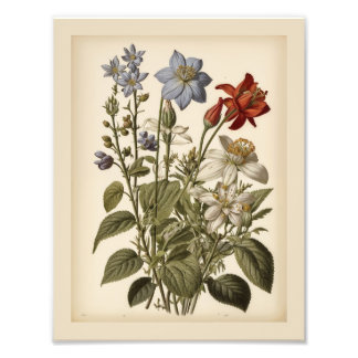 Vintage illustration of wildflowers  fotodruck