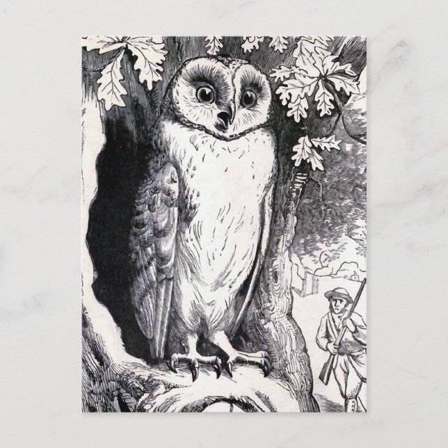 Vintage Illustration "Owl" Postkarte (Vorderseite)