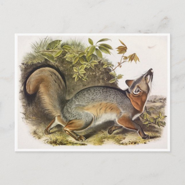 Vintage Illustration Postkarte (Vorderseite)