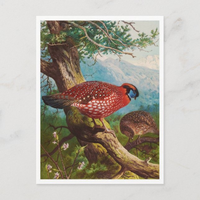 Vintage Illustration Postkarte (Vorderseite)