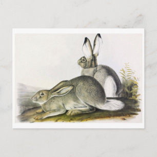 Vintage Illustration Postkarte