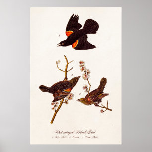 Vintage-Illustration Rotschwingenstärlinge 1800er Poster