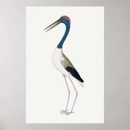 Vintage Illustration Schwarzhalsstorch Poster