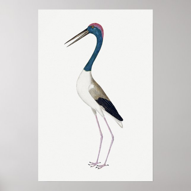 Vintage Illustration Schwarzhalsstorch Poster (Vorne)