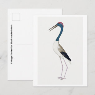 Vintage-Illustration Schwarzhalstorch Postkarte