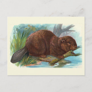 Vintage Illustration "The Beaver" Postkarte