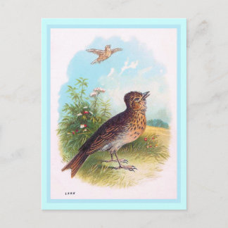 Vintage Illustration "The Lark" Postkarte
