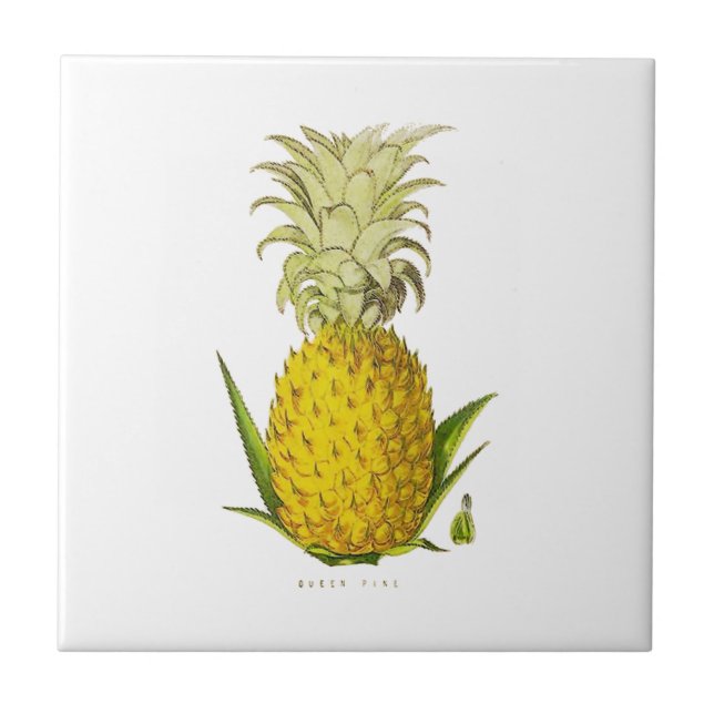 Vintage Illustration von Ananas Fliese (Vorderseite)