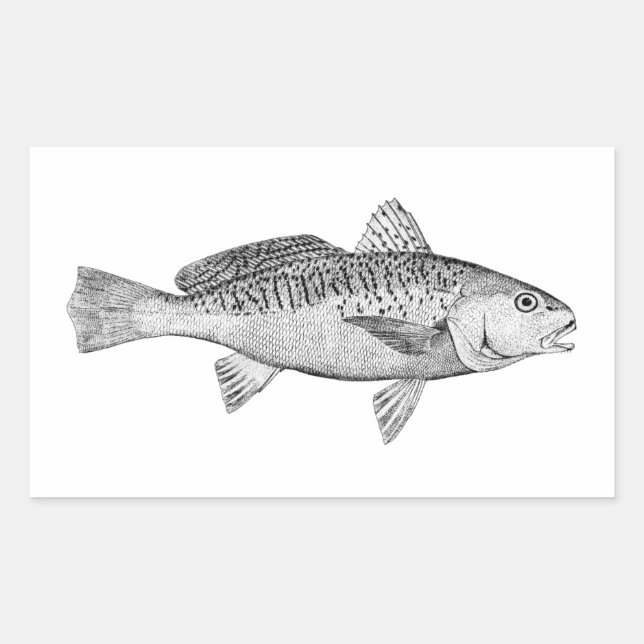 Vintage Illustration von Atlantik Croaker Rechteckiger Aufkleber (Vorderseite)