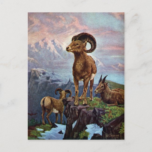 Vintage Illustration von Bighorn Sheep Postkarte (Vorderseite)