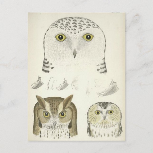 Vintage Illustration von Drei Schalen Postkarte (Vorderseite)