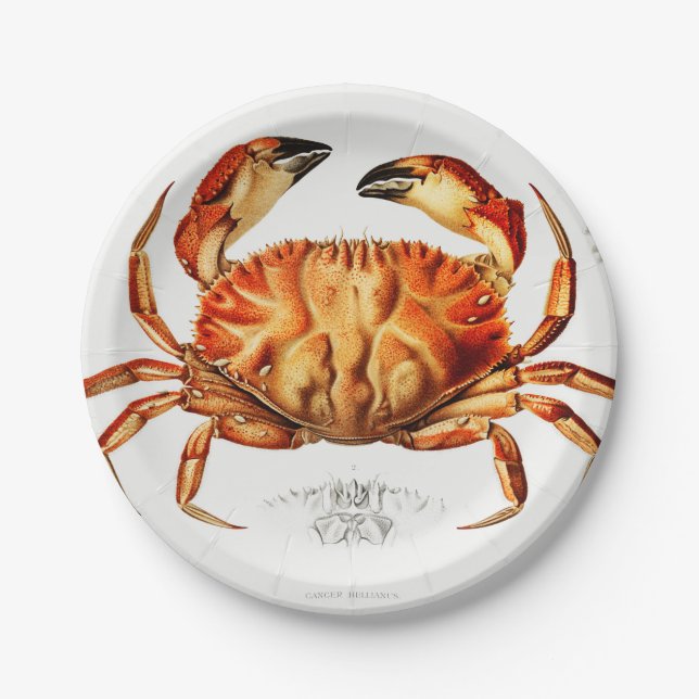 Vintage Illustration von Dungeness Crab Pappteller (Vorderseite)