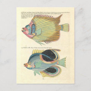 Vintage-Illustration von farbenfrohen Fischen Postkarte