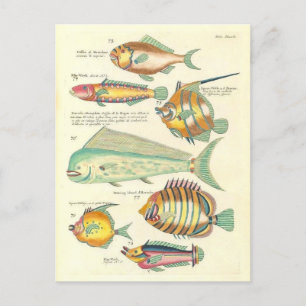 Vintage Illustration von farbigen Fischen Postkarte