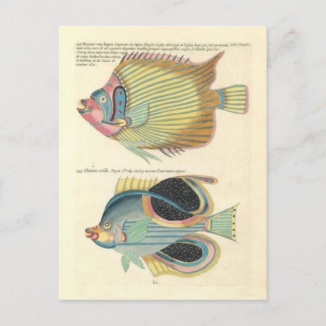 Vintage Illustration von farbigen Fischen Postkarte (Vorderseite)