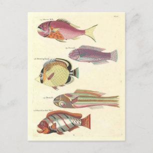 Vintage Illustration von farbigen Fischen Postkarte