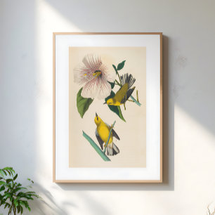 Vintage-Illustration von gelben Vögeln auf Blumen Poster