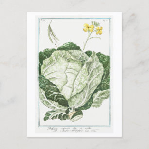 Vintage Illustration von Grünkohl Postkarte