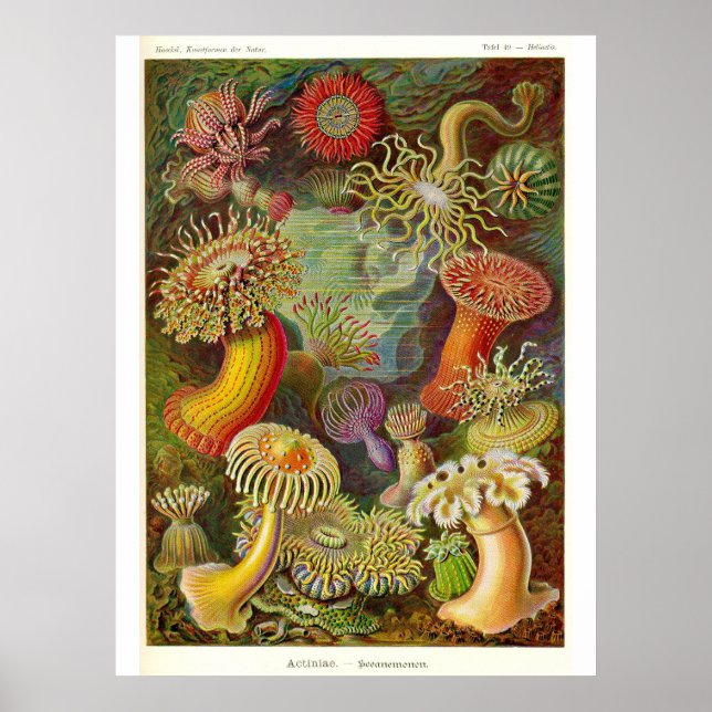 Vintage Illustration von Meeresanemonen Poster (Vorne)