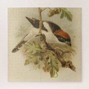 Vintage Illustration von Woodchat Shrike