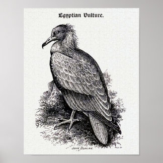 Vintage Illustration zum "Ägyptischen Geier" Poster