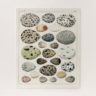 Vintage ILLUSTRATIONSBIRDS EIER JIGSAW