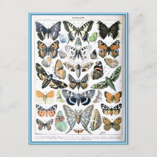 Vintage-Illustrationskunst von Papillon-Schmetterl Postkarte