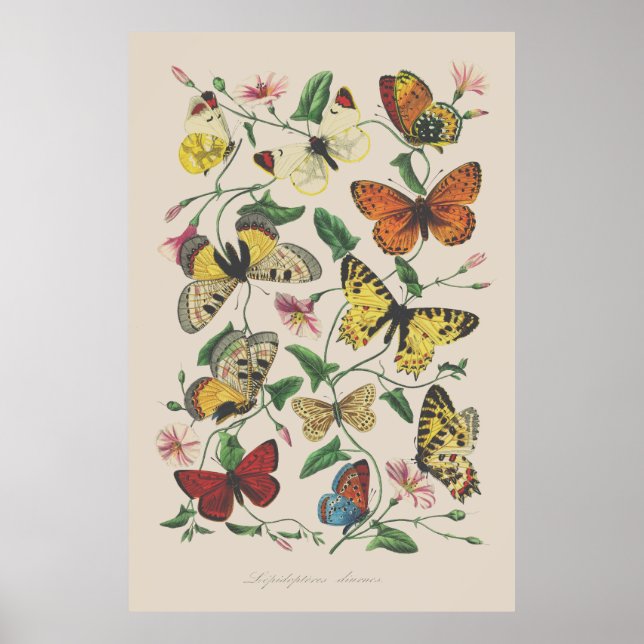 Vintage Illustrationsschmetterlinge Poster (Vorne)