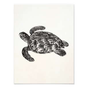 Vintage Imbricated Seeschildkröte - Fotodruck