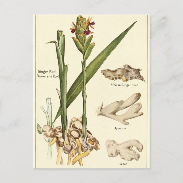 Vintage Ingwer-Illustrationskarte Postkarte (Vorderseite)