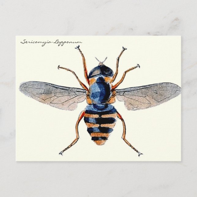 Vintage Insekten Fly Scientific Entomology Postkarte (Vorderseite)