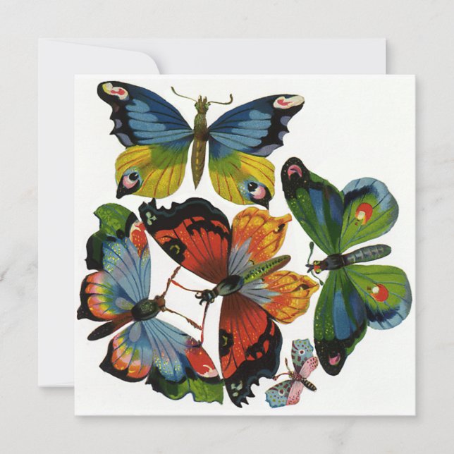 Vintage Insekten oder Bugs, schöne Schmetterlinge (Vorderseite)