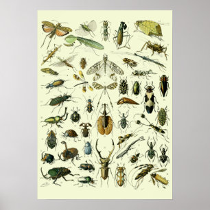 Vintage Insekten Poster
