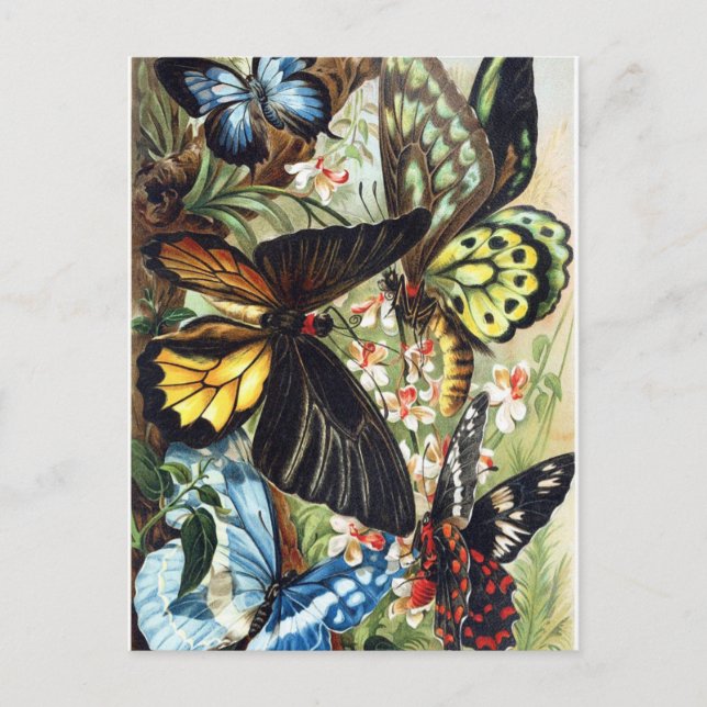 Vintage Insektendarstellung Postkarte (Vorderseite)