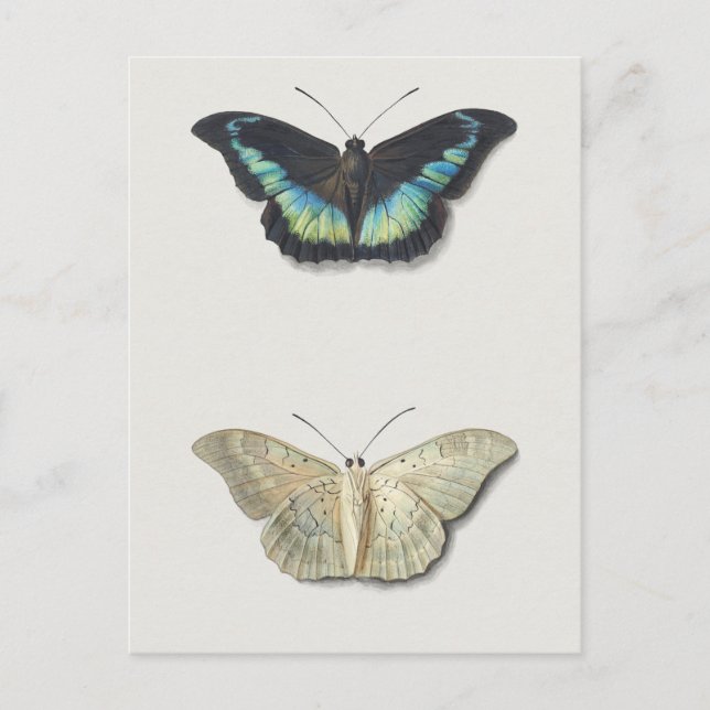 Vintage Insektendarstellung Postkarte (Vorderseite)