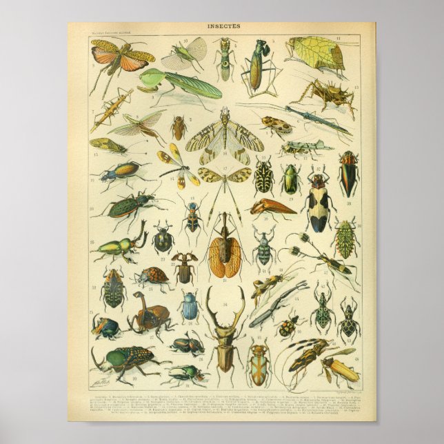 Vintage Insektenkunst Poster (Vorne)