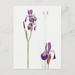 Vintage Iris-Blumen-Postkarte Postkarte