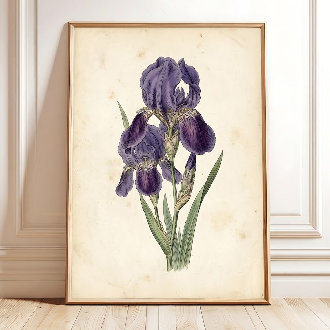 Vintage Iris Boho Leinwanddruck Poster (Von Creator hochgeladen)