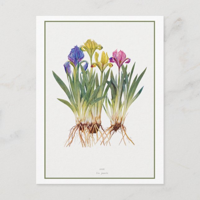 Vintage Iris Botanische Illustration Postkarte (Vorderseite)