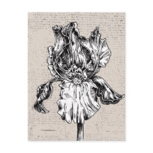 Vintage Iris Zeichnend